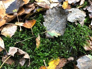Yellow leaves and twigs on the forest floor. Green Background moss in the forest.