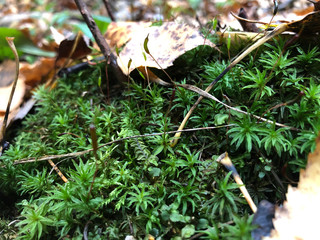 Yellow leaves and twigs on the forest floor. Green Background moss in the forest.