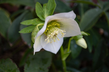 白いクリスマスローズの花と蕾／Hellebores