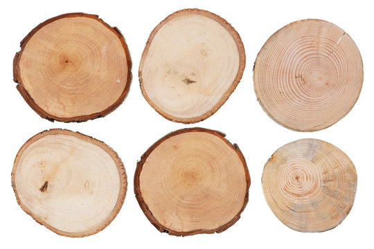 Round cuts of saw cuts of various species of wood - birch, apple, pear and pine isolated set