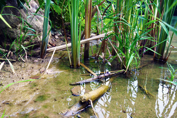 Growing bulrush plant near river edge