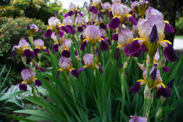 2019 exotic flowers purple yellow white nature garden beatiful spring new zealand
