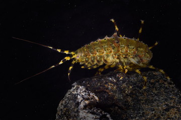 Pallasea cancellus (Pallas, 1776).  Endemic amphipod species of Lake Baikal 