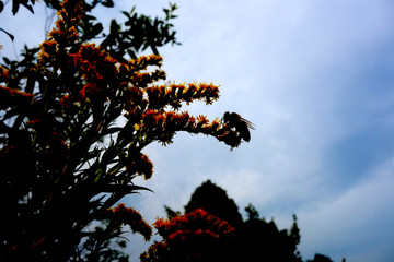 The bee pollinates and collects nectar and pollen from meadow flowers
