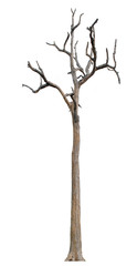 The dead tree that is completely separated from the background with perfection Can be used in many ways
