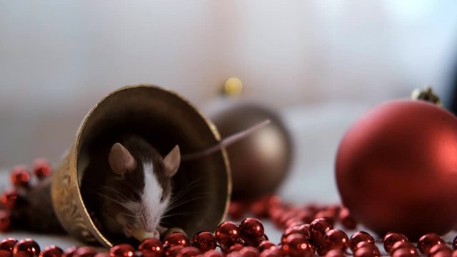 Close-up of a little rat eating cheese sitting in a Christmas bell. Symbol of 2020 new year.