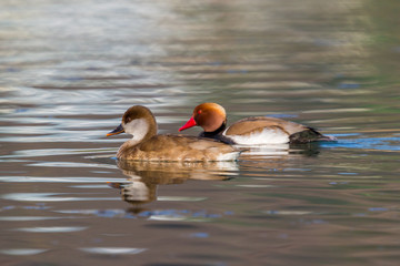 red-crested pochard (netta rufina) couple swimming in water