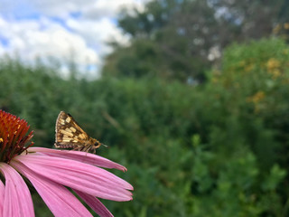 Peck's Skipper Butterfly Bug On Flower