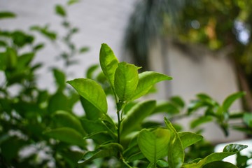 Fototapeta na wymiar green leaves of herb