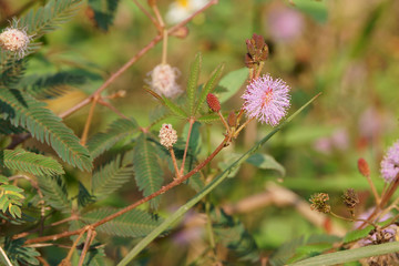 Mimosa pudica flowers blooming in autumn morning