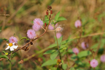 Mimosa pudica flowers bloom on the hillside in the morning