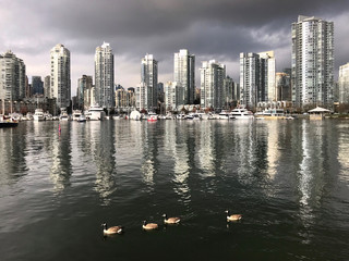 Fototapeta premium Canadian geese floating in False Creek with the view of Vancouver Yaletown and Marina. Vancouver. British Columbia. Canada
