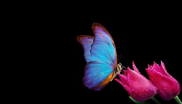 Fototapeta Beautiful blue morpho butterfly on a flowers on a black background.Tulip flowers in dew drops isolated on black. Tulip buds and butterfly. copy spaces.