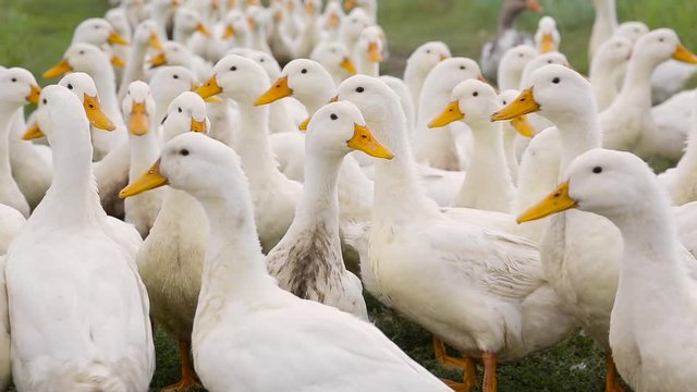 Domestic white ducks with orange beaks walk one after another on the green grass on the farm