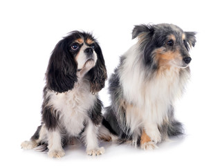 cavalier king charles and shetland sheepdog