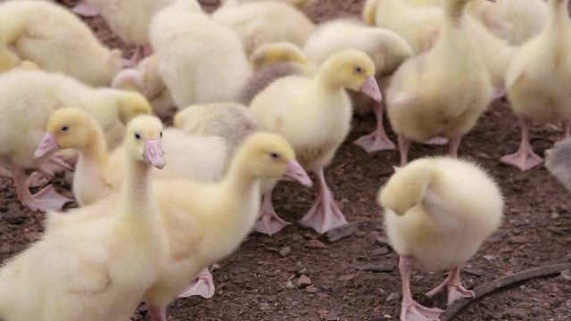 Small fluffy and yellow domestic ducklings walk around the farm in search of food