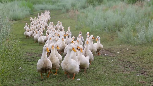 Domestic white ducks with orange beaks walk one after another on the green grass on the farm
