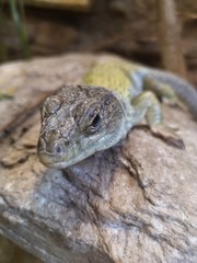 Lizard on the rock, close up. Lacerta agilis