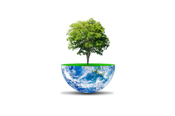 Ecology and Environment Concept : Green tree growth on planet earth globe isolated on white background. (Elements of this image furnished by NASA.)