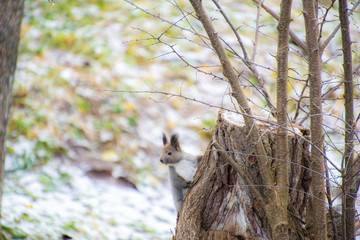 雪遊ぶエゾリス