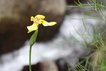 small yellow flowers in the middle of the forest