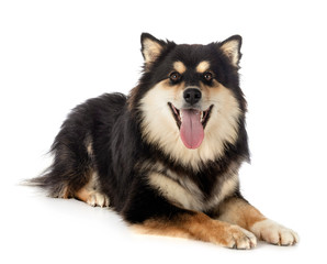 Finnish Lapphund in studio