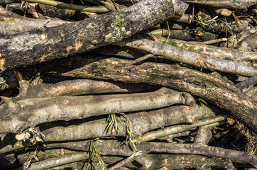 Woods ready for cold winter. Preparation for hard weather conditions. Winter is coming concept.