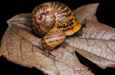 Big and small snails on a dry, beautiful bright colorful autumn leaf, close up shot