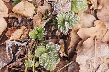 Green leaves and fallen old autumn in hoarfrost. Winter season.