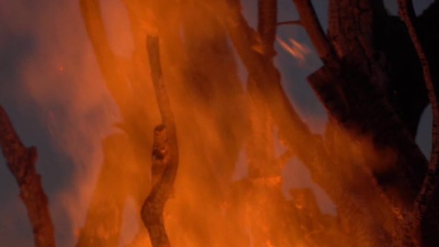 Trees Going Up in Flames in a Forest Fire. Slow motion