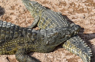 Obraz premium Crocodiles, alligators living in freedom