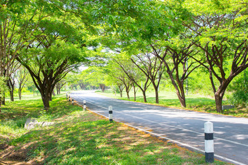 the road in the tropical forest