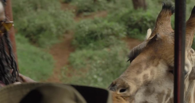 Giraffe being fed by tourist in Giraffe Center in Nairobi Kenya. This video was filmed in 4k for best image quality.