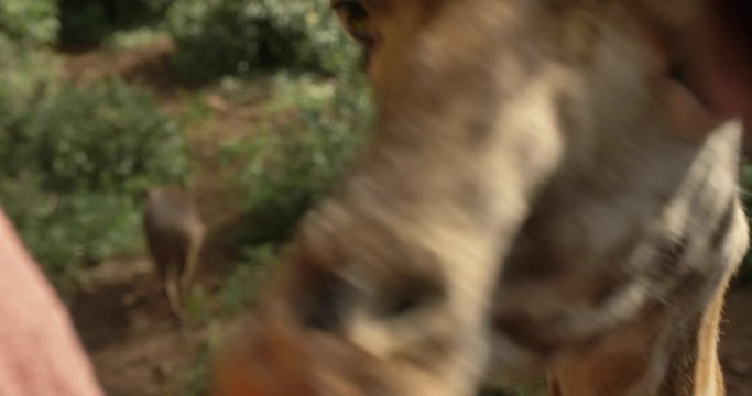Giraffe being fed by tourist in Giraffe Center in Nairobi Kenya. This video was filmed in 4k for best image quality.