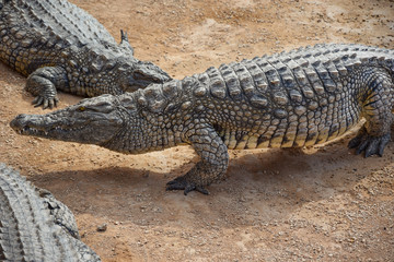 Crocodiles, alligators living in freedom