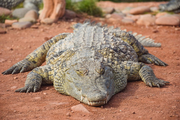 Crocodiles, alligators living in freedom