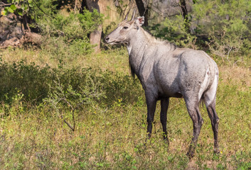 Naklejka na ściany i meble Deer (Cerves unicolor) in Ranthambore National Park, India