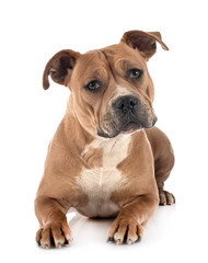 staffordshire bull terrier