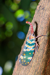 lanternfly, the insect on tree fruits