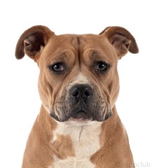 staffordshire bull terrier