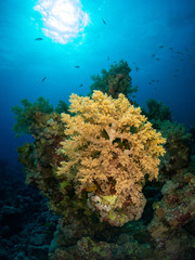 seabed in the red sea with coral and fish