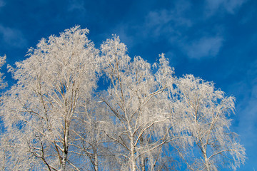 twig birch branches covered with hoarfrost on a sunny frosty winter day against a blue sky