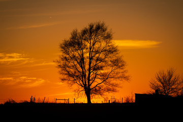 silhouette of tree at sunset