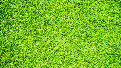 green grass texture