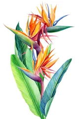 Zelfklevend behang Strelitzia boeket tropische heldere bloemen, paradijsbloem, strelitzia op witte achtergrond, aquarelillustratie, botanisch schilderij, jungleontwerp