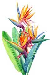 Afwasbaar behang Strelitzia zet tropische heldere bloemen en bladeren, paradijsbloem, strelitzia op witte achtergrond, aquarelillustratie, botanisch schilderij