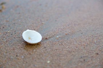 shell on the beach