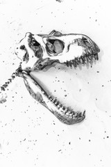 dinosaur fossils