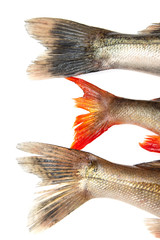 fish tails on a white background