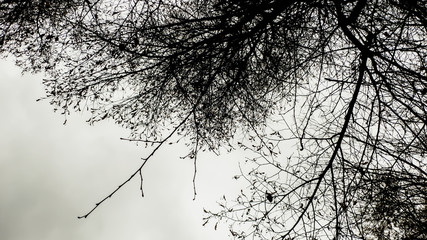 View of trees in autumn with fallen leaves